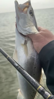 Speckled Trout Fishing in Matagorda, Texas