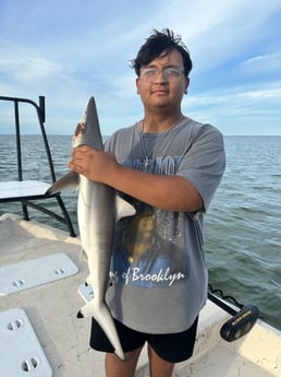Blacktip Shark Fishing in Corpus Christi, Texas
