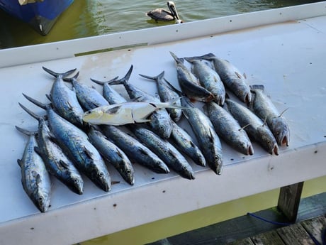 Florida Pompano, Spanish Mackerel Fishing in Fort Morgan, Alabama