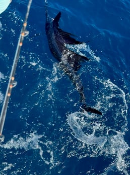 Fishing in Fort Lauderdale, Florida