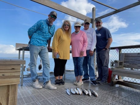 Spanish Mackerel, Speckled Trout / Spotted Seatrout Fishing in Cedar Key, Florida