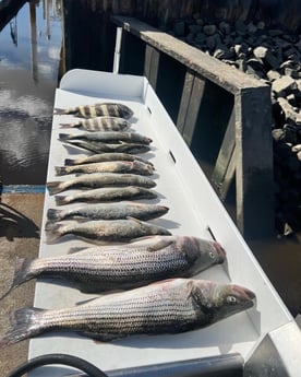 Sheepshead, Speckled Trout / Spotted Seatrout, Striped Bass Fishing in Little River, South Carolina