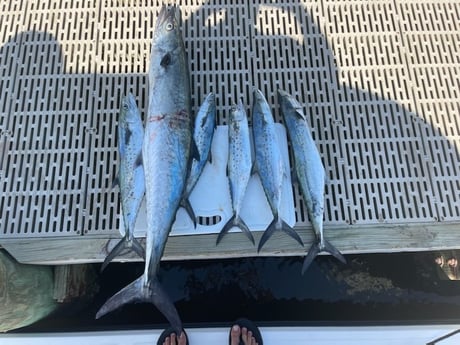 King Mackerel / Kingfish, Spanish Mackerel fishing in Gulf Shores, Alabama