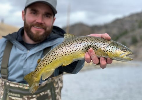 Brown Trout Fishing in Deer Lodge, Montana