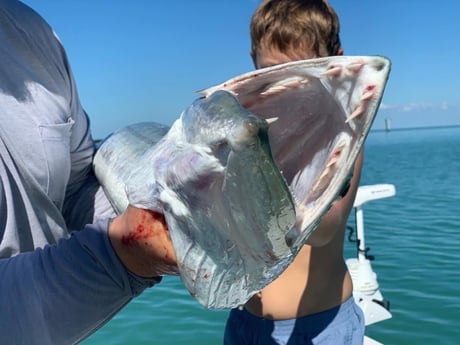 Barracuda Fishing in Islamorada, Florida