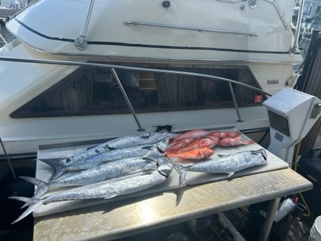 Barracuda, False Albacore, Kingfish, Red Snapper Fishing in Pompano Beach, Florida