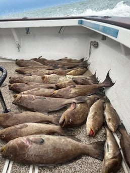 Scamp Grouper Fishing in Orange Beach, Alabama