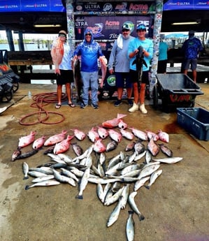 Cobia, Mangrove Snapper, Red Snapper, Speckled Trout Fishing in Boothville-Venice, LA, USA