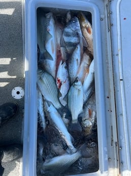Black Drum, Redfish, Speckled Trout, Striped Bass Fishing in Boothville-Venice, Louisiana