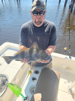 Black Drum Fishing in Mount Pleasant, South Carolina