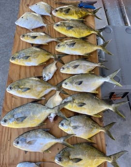 Crappie, Florida Pompano Fishing in Jupiter, Florida
