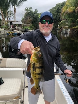 Peacock Bass Fishing in