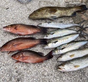 Black Grouper, Mangrove Snapper, Spanish Mackerel fishing in Holmes Beach, Florida