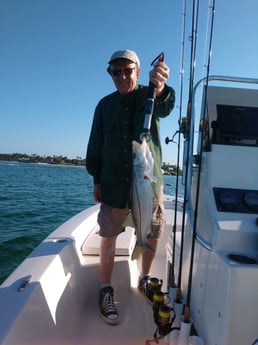 Little Tunny / False Albacore fishing in Naples, Florida