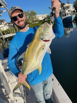 Jack Crevalle Fishing in Sarasota, Florida