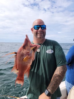 Hogfish Fishing in Clearwater, Florida