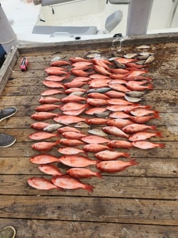 Scup, Vermillion Snapper Fishing in Pensacola, Florida