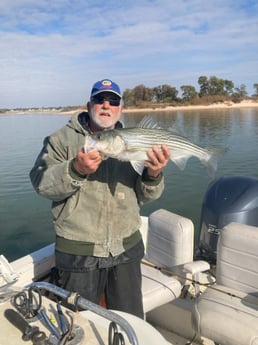 Hybrid Striped Bass Fishing in Pottsboro, Texas