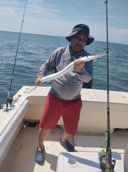 Needlefish fishing in Hatteras, North Carolina