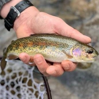 Rainbow Trout fishing in Roanoke, Virginia