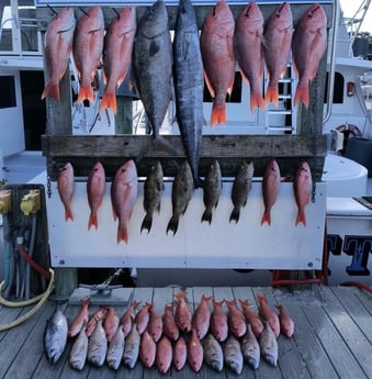Amberjack, False Albacore, Red Snapper, Scamp Grouper, Scup, Wahoo Fishing in Destin, Florida
