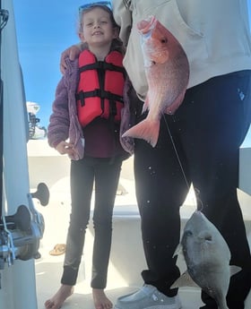 Red Snapper, Triggerfish Fishing in Panama City, Florida