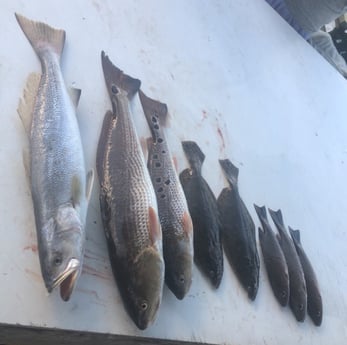 Flounder, Mangrove Snapper, Redfish, Speckled Trout / Spotted Seatrout fishing in Pensacola, Florida