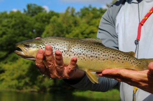 Brown Trout Fishing in Johnson City, Tennessee