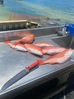Triggerfish fishing in Fort Walton Beach, Florida
