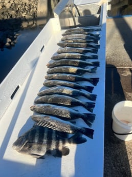 Sheepshead, Speckled Trout / Spotted Seatrout Fishing in Little River, South Carolina