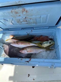 Mahi Mahi, Triggerfish, Yellowtail Snapper Fishing in Key Largo, Florida