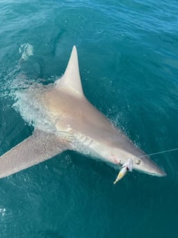 Lemon Shark Fishing in Sarasota, Florida