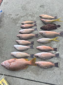Mangrove Snapper, Red Grouper, Yellowtail Snapper Fishing in Miami, Florida
