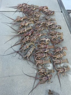 Lobster Fishing in Tampa, Florida
