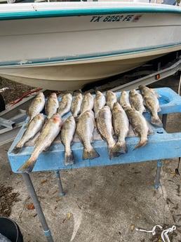 Speckled Trout Fishing in Port Arthur, Texas
