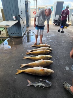 Hardhead Catfish, Redfish Fishing in Galveston, Texas