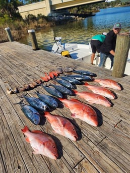 False Albacore, Perch, Red Snapper, Triggerfish Fishing in Rockport, Texas