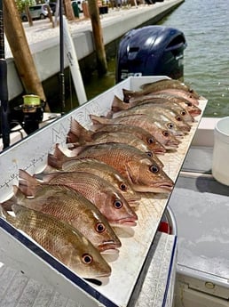 Scup Fishing in Sarasota, Florida