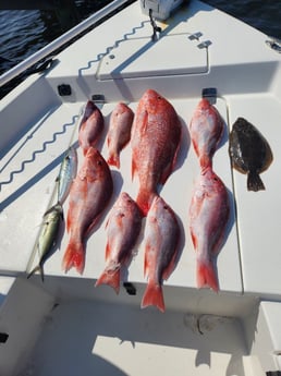 Bluefish, Flounder, Red Snapper, Spanish Mackerel Fishing in Pensacola, Florida