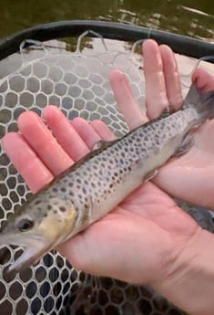 Brown Trout Fishing in Broken Bow, Oklahoma