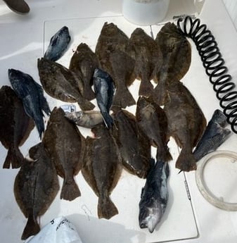 Black Seabass, Flounder Fishing in Montauk, New York