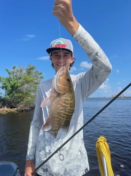 Mangrove Snapper Fishing in Cape Coral, Florida