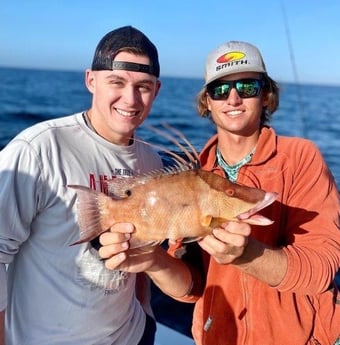Hogfish Fishing in Sarasota, Florida