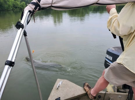 Alligator Gar fishing in Corsicana, Texas