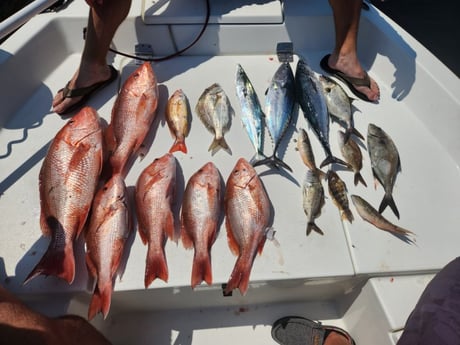 False Albacore, Perch, Red Snapper, Spanish Mackerel Fishing in Pensacola, Florida