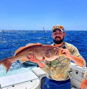 Scamp Grouper Fishing in Gulf Shores, Alabama