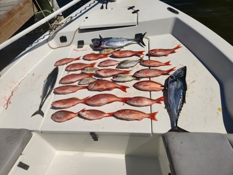 False Albacore, Scup, Vermillion Snapper Fishing in Pensacola, Florida