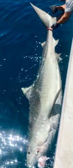 Tiger Shark Fishing in Clearwater, Florida