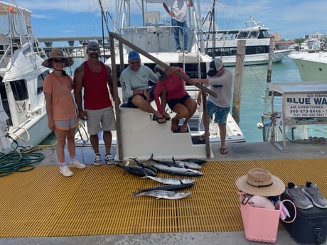 False Albacore, Kingfish Fishing in Miami, Florida