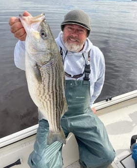 Hybrid Striped Bass Fishing in Trails End Road, Wilmington, N, North Carolina